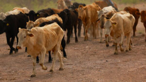 Cattle imports from Spain banned after outbreak of lumpy skin disease